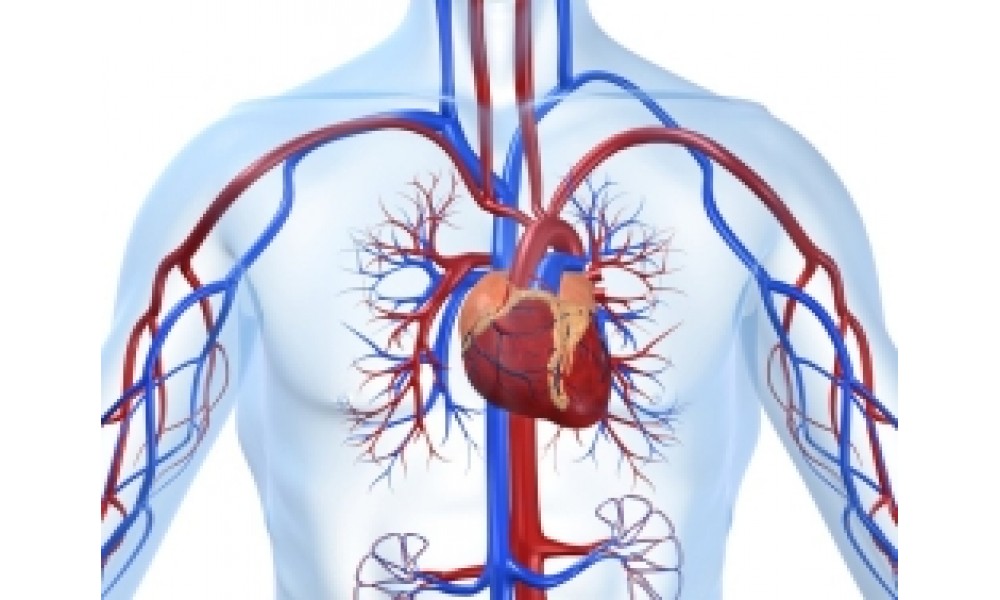 Сторінка валеолога за грудень 2015 р. Серцево-судинна система