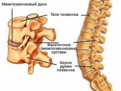Сторінка валеолога за серпень 2014 р.: хвороби хребта та суглобів; хвороби нирок