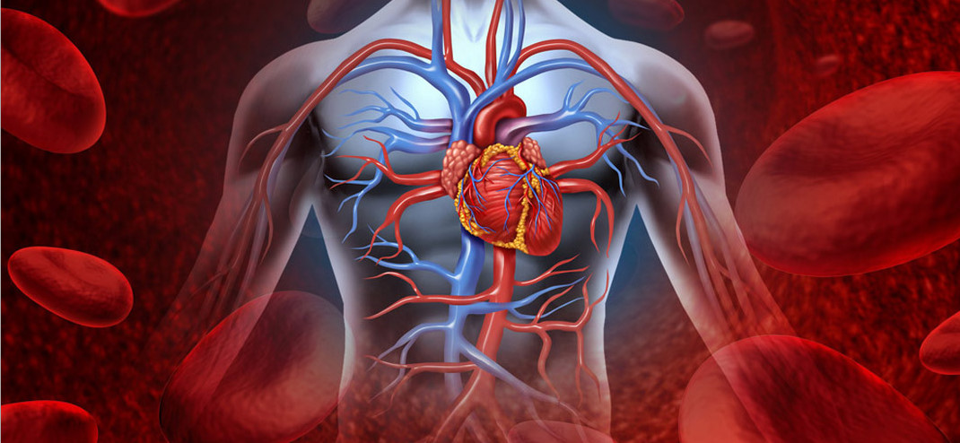Сторінка валеолога за вересень 2018 р. Серцево-судинна система людини