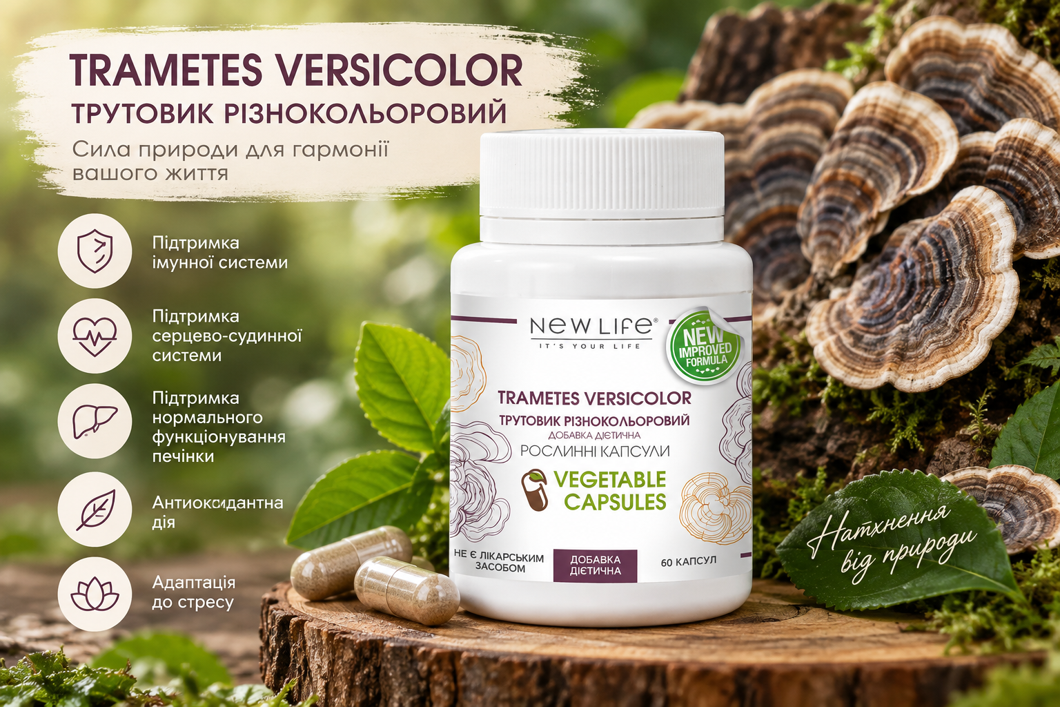 Траметес разноцветный Trametes versicolor — функциональный гриб и новинка NEW LIFE