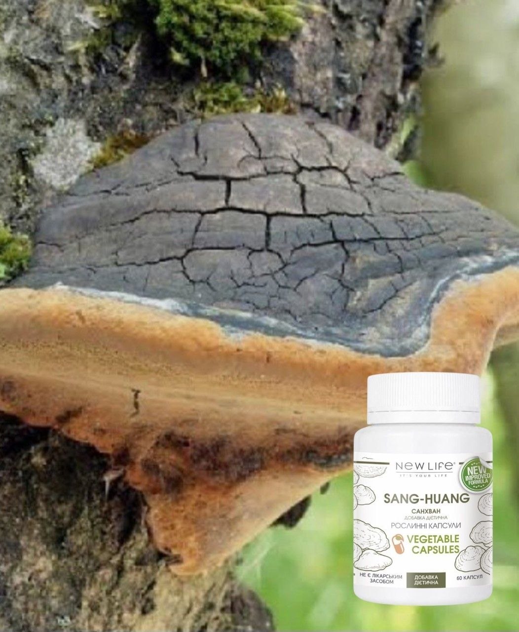 Гриб Санхван Phellinus linteus и экстракт SANG-HUANG NEW LIFE